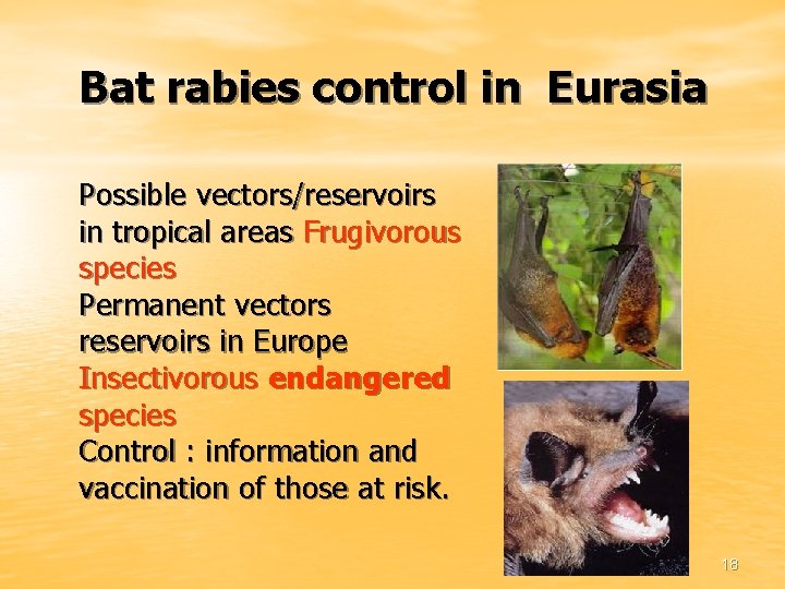 Bat rabies control in Eurasia Possible vectors/reservoirs in tropical areas Frugivorous species Permanent vectors