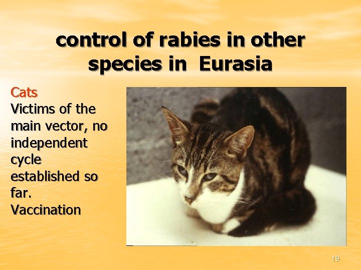 control of rabies in other species in Eurasia Cats Victims of the main vector,
