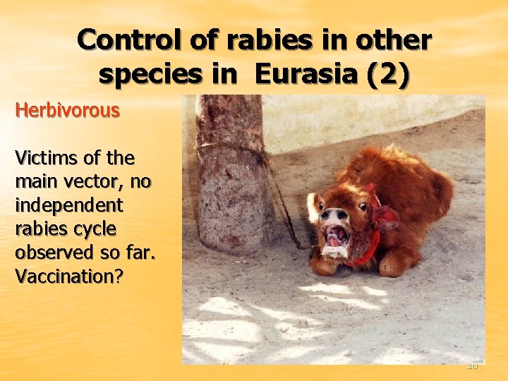 Control of rabies in other species in Eurasia (2) Herbivorous Victims of the main