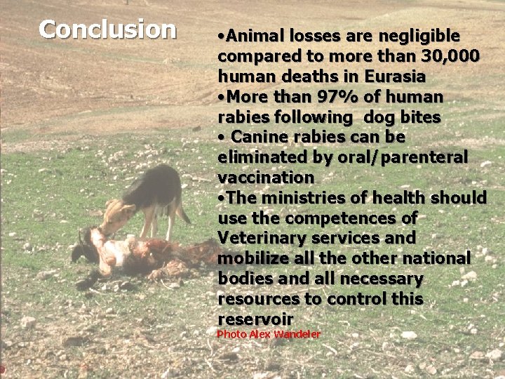 Conclusion • Animal losses are negligible compared to more than 30, 000 human deaths