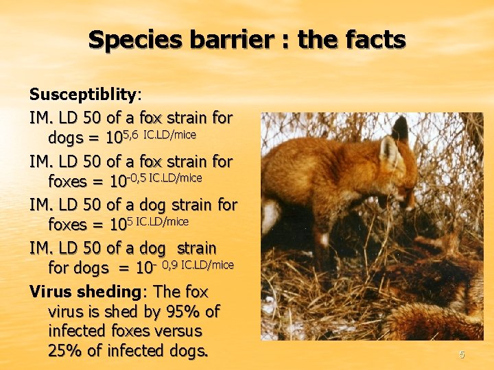 Species barrier : the facts Susceptiblity: IM. LD 50 of a fox strain for