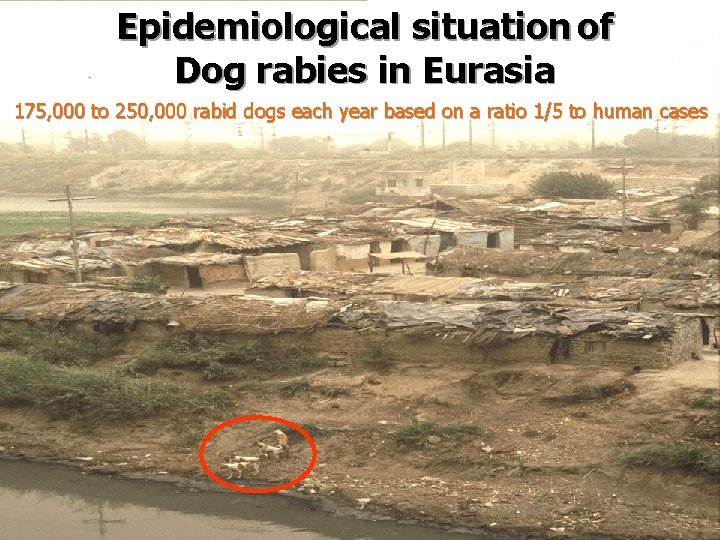 Epidemiological situation of Epidemiological Dog rabies insituation Eurasia of Dog rabies in Eurasia 175,