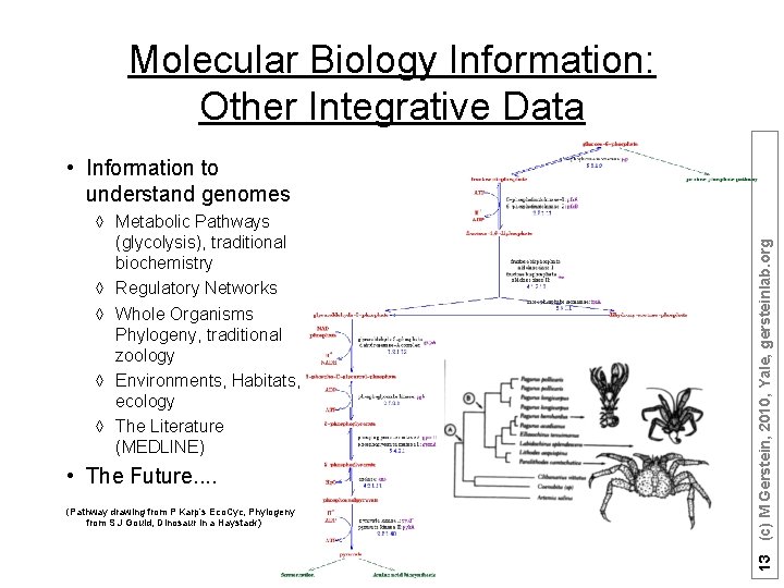Molecular Biology Information: Other Integrative Data à Metabolic Pathways (glycolysis), traditional biochemistry à Regulatory