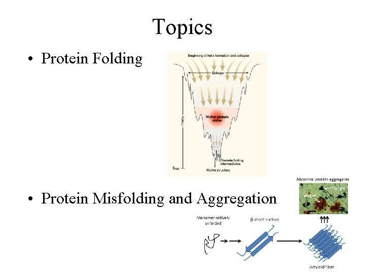 Topics • Protein Folding • Protein Misfolding and Aggregation 