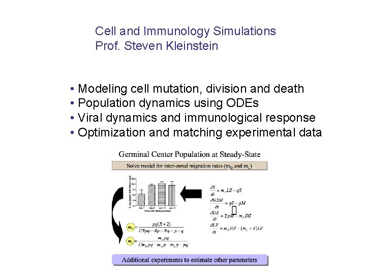 Cell and Immunology Simulations Prof. Steven Kleinstein • Modeling cell mutation, division and death