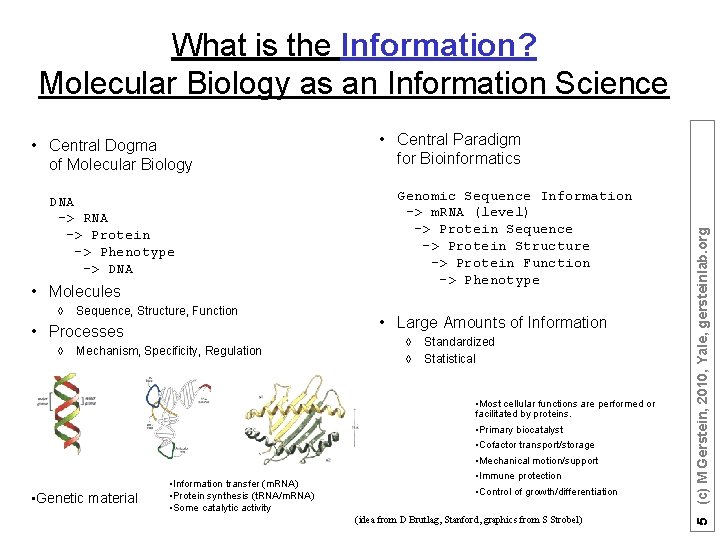What is the Information? Molecular Biology as an Information Science DNA -> RNA ->