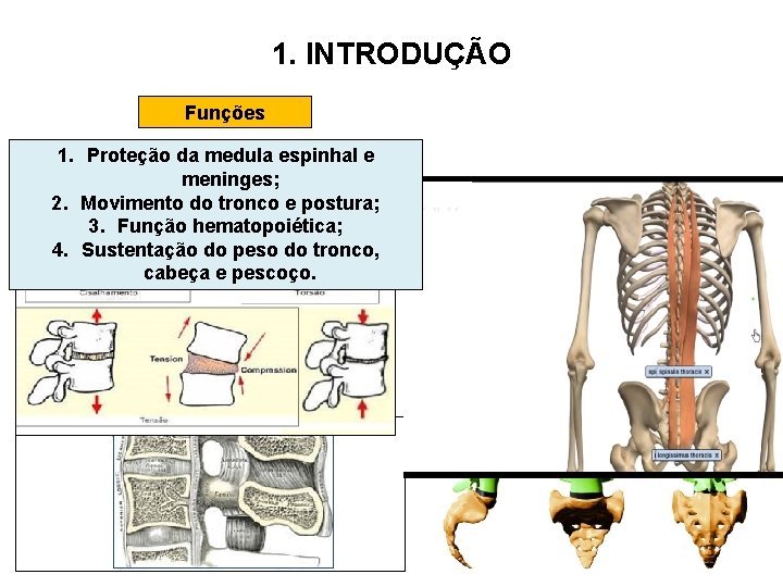 1. INTRODUÇÃO Funções 1. Proteção da medula espinhal e meninges; 2. Movimento do tronco