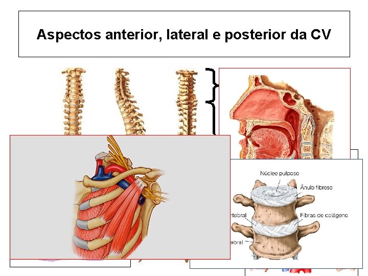 Aspectos anterior, lateral e posterior da CV 