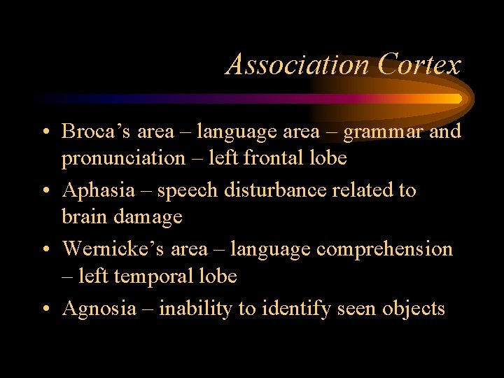 Association Cortex • Broca’s area – language area – grammar and pronunciation – left