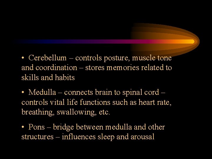  • Cerebellum – controls posture, muscle tone and coordination – stores memories related