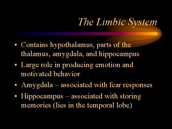 The Limbic System • Contains hypothalamus, parts of the thalamus, amygdala, and hippocampus •