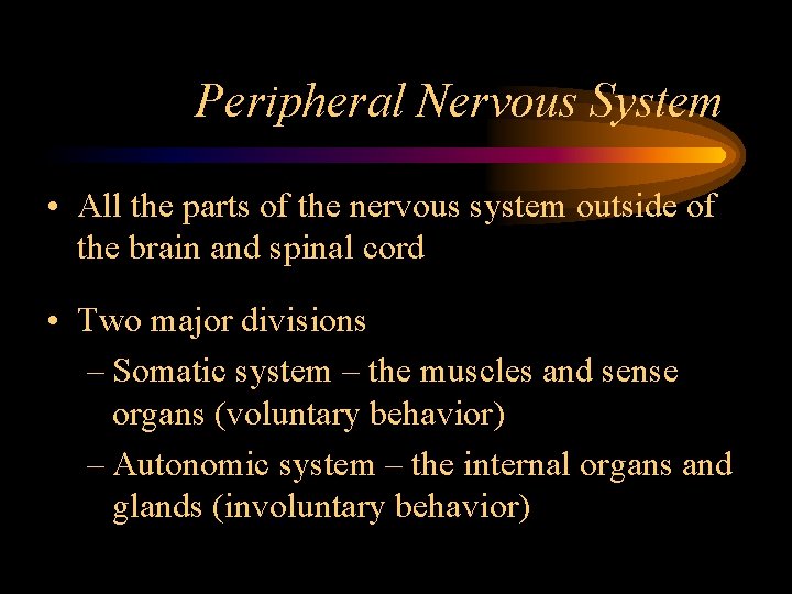 Peripheral Nervous System • All the parts of the nervous system outside of the