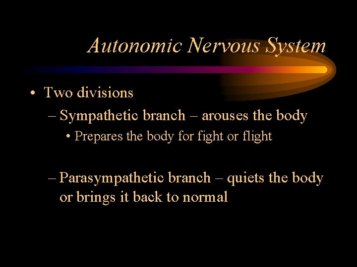 Autonomic Nervous System • Two divisions – Sympathetic branch – arouses the body •