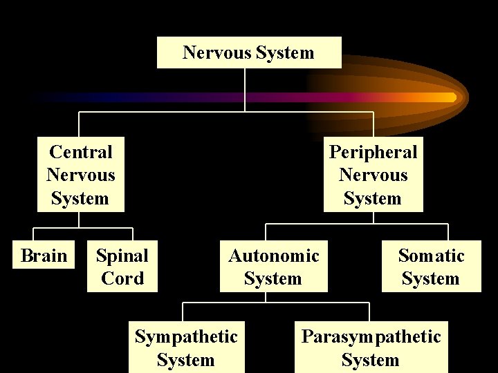 Nervous System Central Nervous System Brain Peripheral Nervous System Spinal Cord Autonomic System Sympathetic