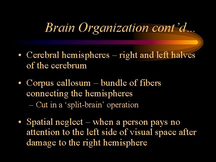 Brain Organization cont’d… • Cerebral hemispheres – right and left halves of the cerebrum