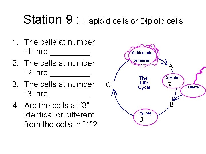 Station 9 : Haploid cells or Diploid cells 1. The cells at number “