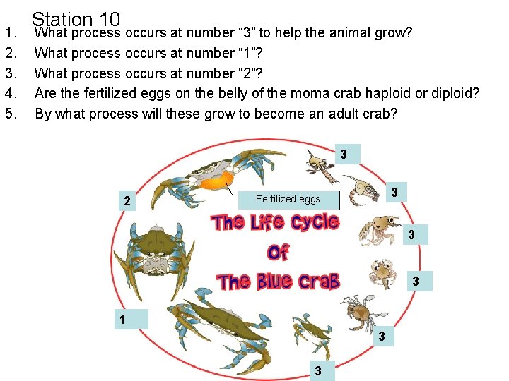 1. 2. 3. 4. 5. Station 10 What process occurs at number “ 3”