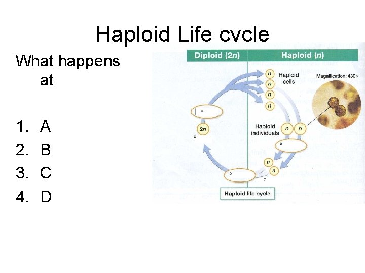 Haploid Life cycle What happens at 1. 2. 3. 4. A B C D