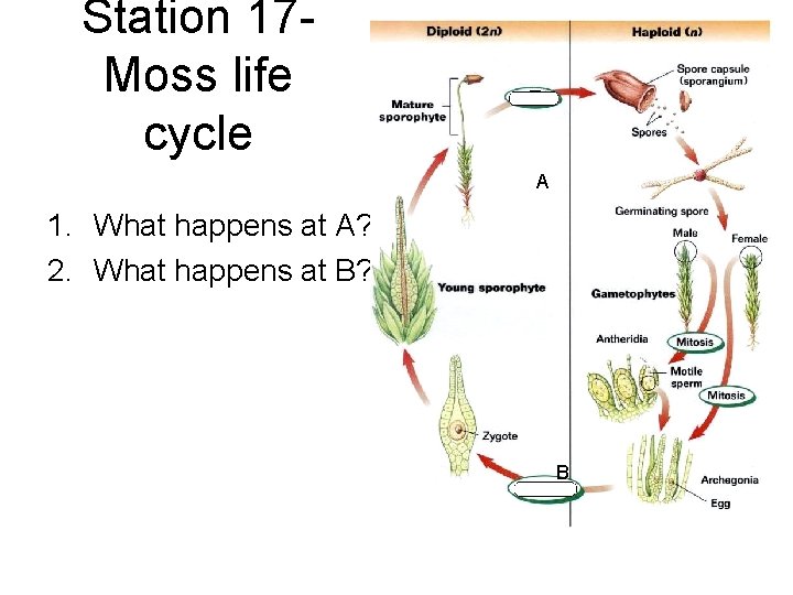 Station 17 Moss life cycle A 1. What happens at A? 2. What happens