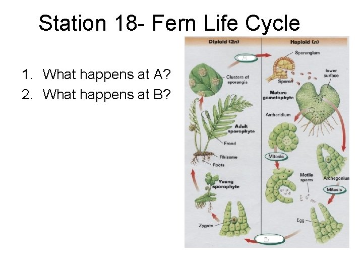 Station 18 - Fern Life Cycle 1. What happens at A? 2. What happens