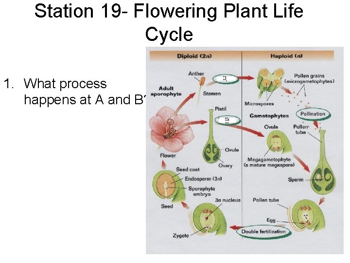 Station 19 - Flowering Plant Life Cycle 1. What process happens at A and