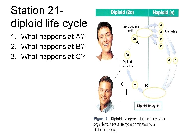 Station 21 diploid life cycle 1. What happens at A? 2. What happens at