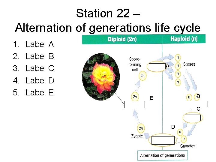Station 22 – Alternation of generations life cycle 1. 2. 3. 4. 5. Label
