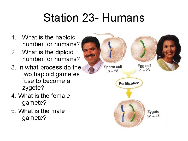 Station 23 - Humans 1. What is the haploid number for humans? 2. What