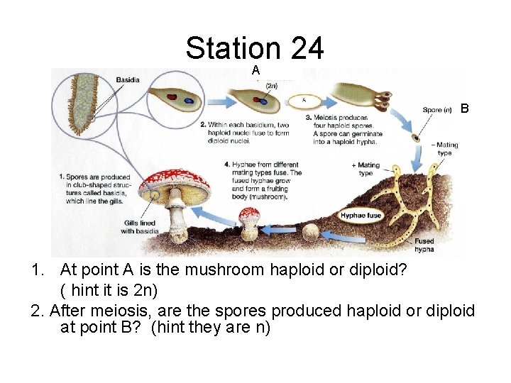 Station 24 A B 1. At point A is the mushroom haploid or diploid?