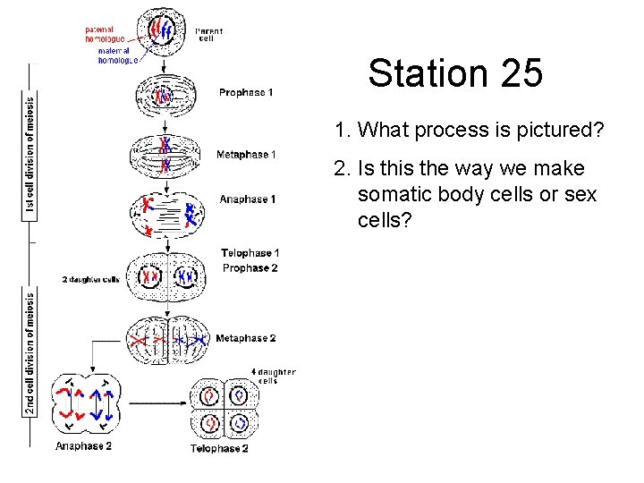 Station 25 1. What process is pictured? 2. Is this the way we make