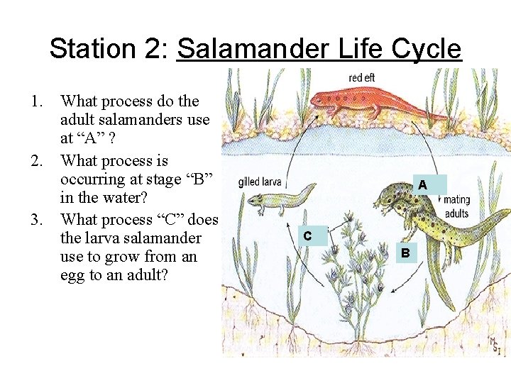 Station 2: Salamander Life Cycle 1. What process do the adult salamanders use at