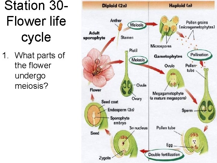 Station 30 Flower life cycle 1. What parts of the flower undergo meiosis? 