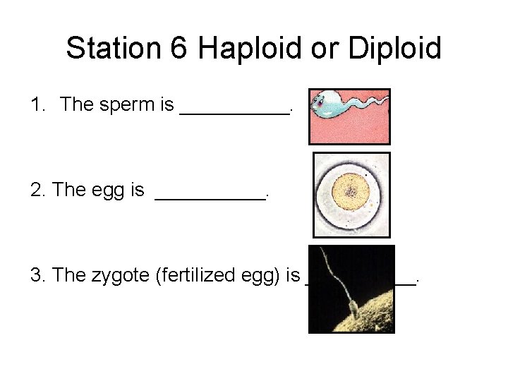 Station 6 Haploid or Diploid 1. The sperm is _____. 2. The egg is