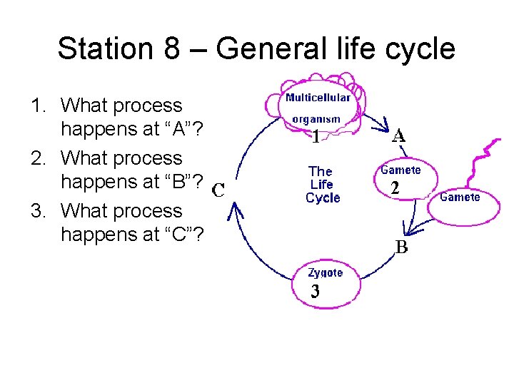 Station 8 – General life cycle 1. What process happens at “A”? 2. What