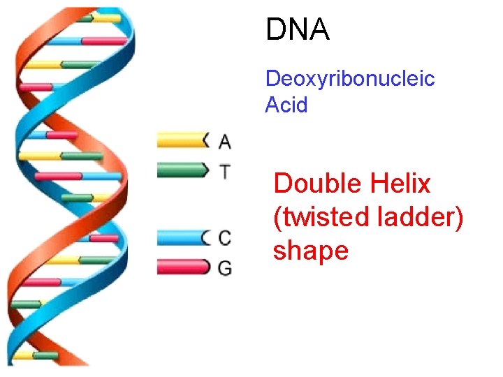 DNA Deoxyribonucleic Acid Double Helix (twisted ladder) shape 