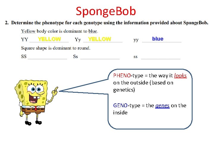 Sponge. Bob YELLOW blue PHENO-type = the way it looks on the outside (based