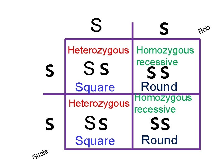 S s s S e i s u s s s Round Heterozygous Homozygous