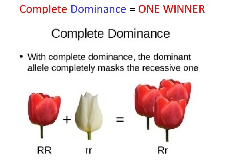 Complete Dominance = ONE WINNER 