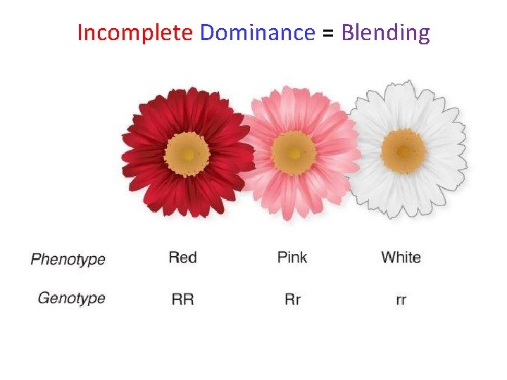 Incomplete Dominance = Blending 