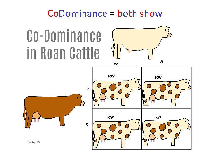 Co. Dominance = both show 