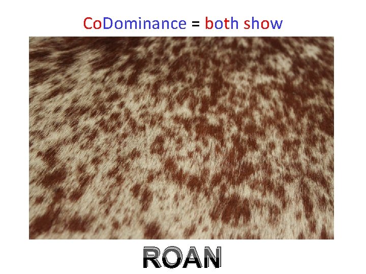 Co. Dominance = both show ROAN 