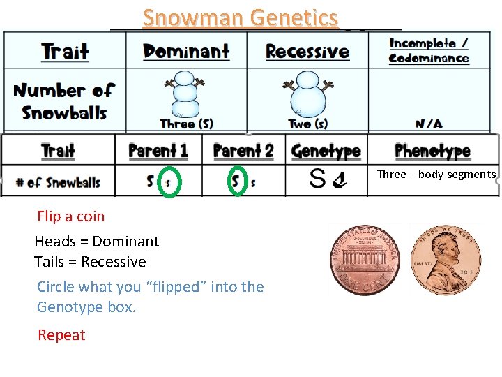 Snowman Genetics Three – body segments Flip a coin Heads = Dominant Tails =