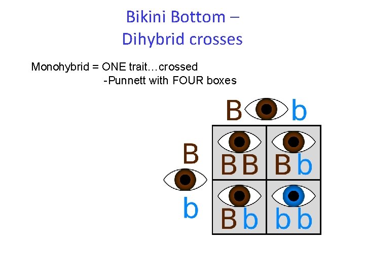 Bikini Bottom – Dihybrid crosses Monohybrid = ONE trait…crossed -Punnett with FOUR boxes 