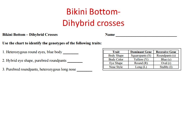 Bikini Bottom. Dihybrid crosses 