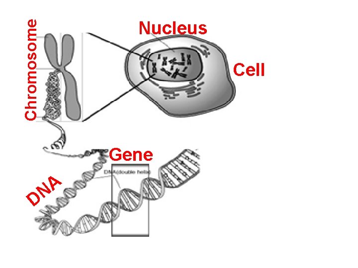 Chromosome Nucleus Cell Gene D A N 