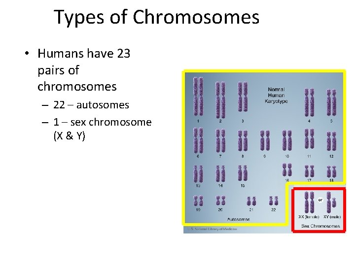 Types of Chromosomes • Humans have 23 pairs of chromosomes – 22 – autosomes