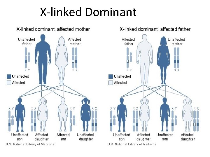 X-linked Dominant 