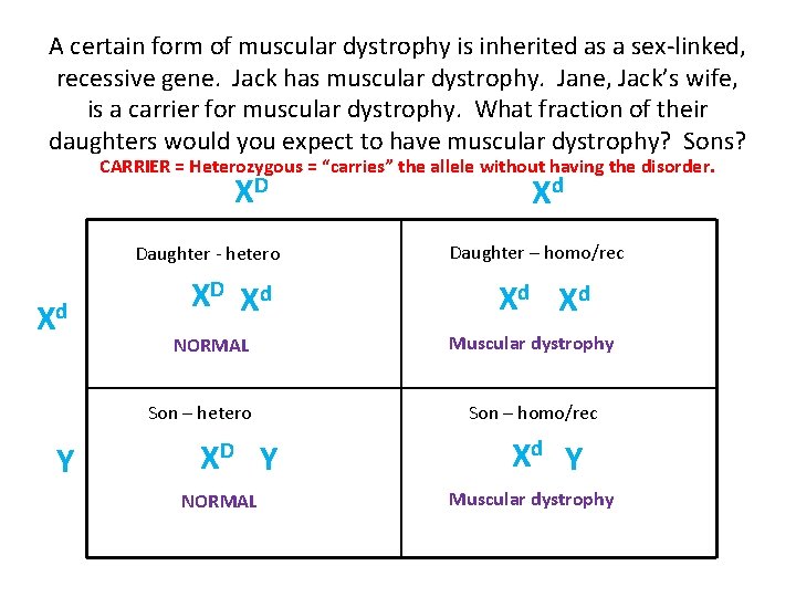A certain form of muscular dystrophy is inherited as a sex-linked, recessive gene. Jack