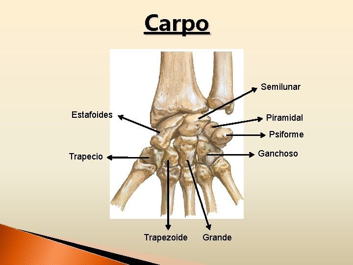 Carpo Semilunar Estafoides Piramidal Psiforme Ganchoso Trapecio Trapezoide Grande 