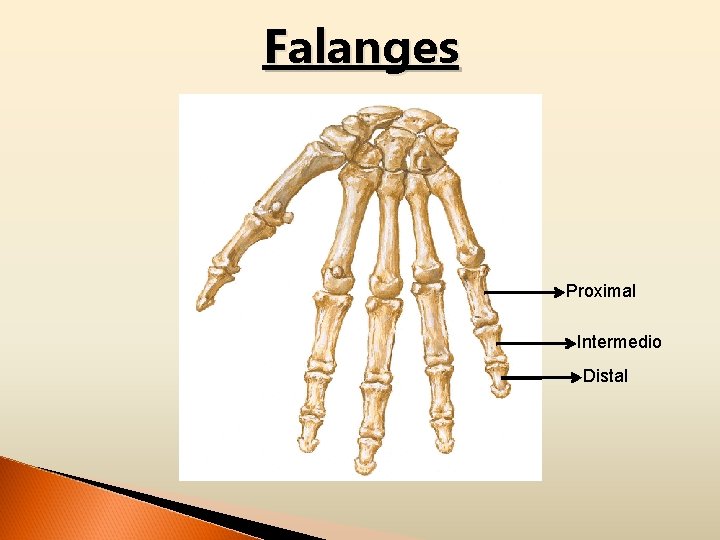 Falanges Proximal Intermedio Distal 